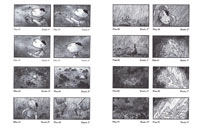 La tête dans les étoiles - Story board - 2005